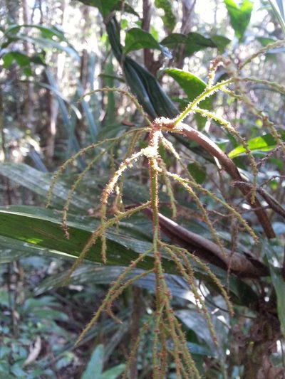 Dypsis hildebrandtii, photographed by Steven Bachman