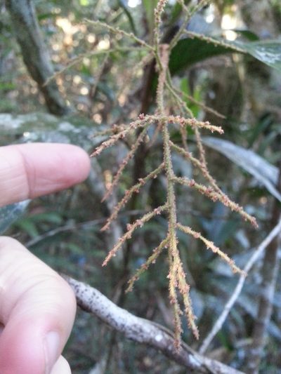 Dypsis hildebrandtii, photographed by Steven Bachman