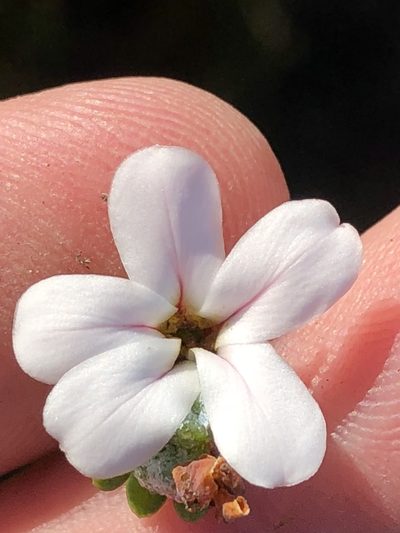 Adenandra obtusata, photographed by Dave U