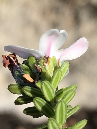 Adenandra obtusata, photographed by Dave U