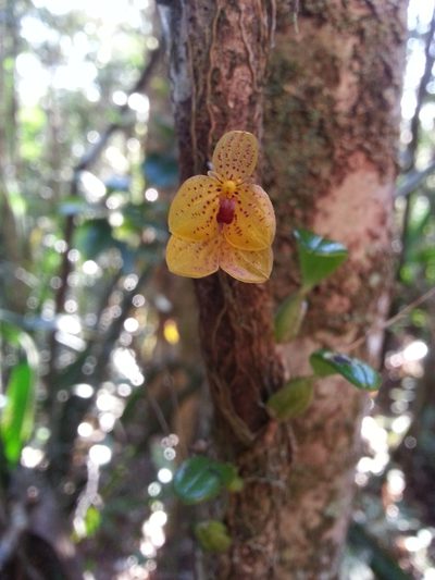 Bulbophyllum analamazoatrae, photographed by Steven Bachman