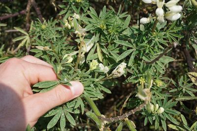 Lupinus albus, photographed by Jaro Guzinski