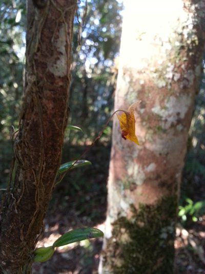 Bulbophyllum analamazoatrae, photographed by Steven Bachman