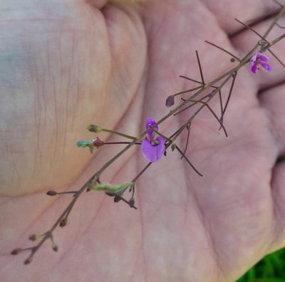 Desmodium marilandicum, photographed by Frederick Nunley