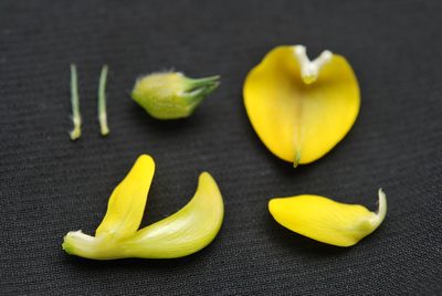 Aspalathus macrantha, photographed by Charles Stirton