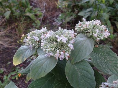 Pycnanthemum incanum, photographed by Reuven Martin