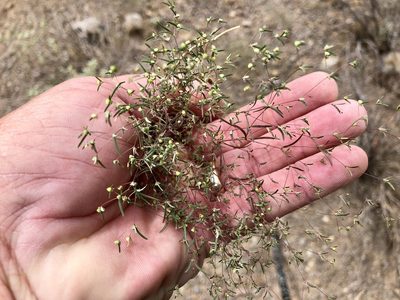 Euphorbia gracillima, photographed by CK2AZ