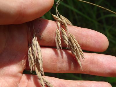 Bromus kalmii, photographed by Reuven Martin