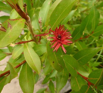Salix serissima, photographed by mfeaver