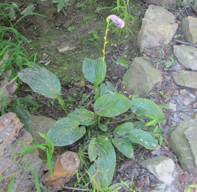 Hosta ventricosa, photographed by Ken Kneidel