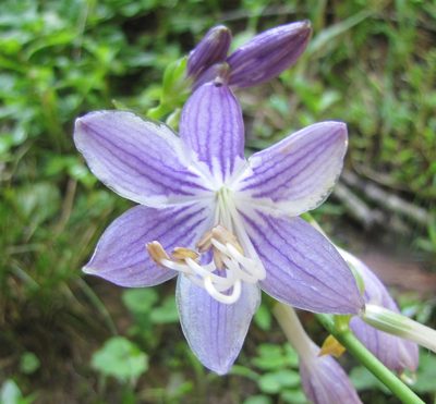 Hosta ventricosa, photographed by Ken Kneidel