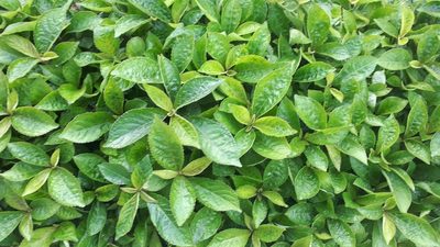 Strobilanthes crispa, photographed by Ong Jyh Seng