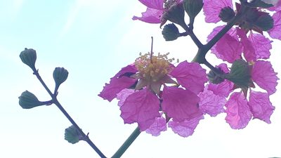Lagerstroemia speciosa, photographed by Ong Jyh Seng