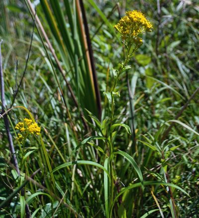 Solidago riddellii, photographed by aarongunnar