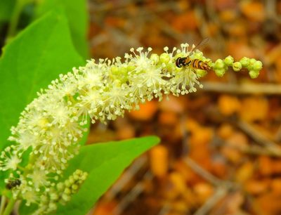Croton culiacanensis, photographed by Francisco Farriols Sarabia