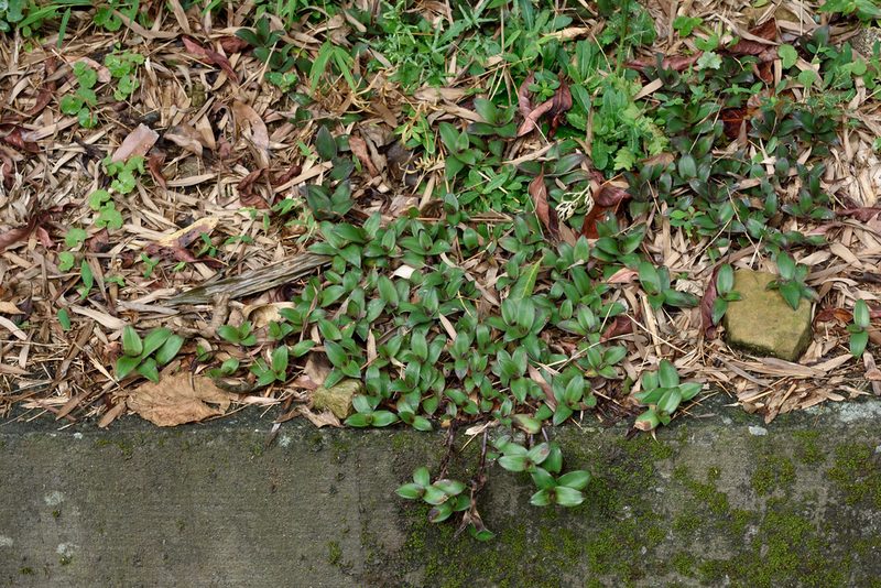 Cyanotis ciliata, photographed by 楊富鈞