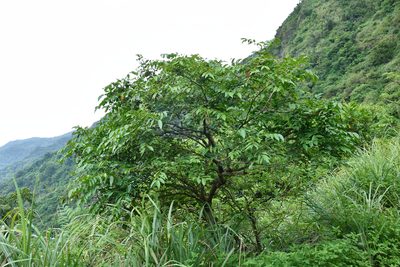 Glochidion lanceolatum, photographed by 楊富鈞