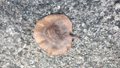 Pterocarpus indicus, photographed by Ong Jyh Seng