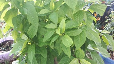 Pisonia grandis, photographed by Ong Jyh Seng