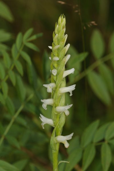 Spiranthes diluvialis, photographed by Rolf Lawrenz