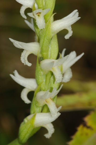 Spiranthes diluvialis, photographed by Rolf Lawrenz
