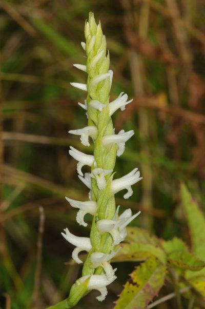 Spiranthes diluvialis, photographed by Rolf Lawrenz