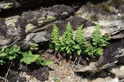 Dryopteris alpestris, photographed by Cheng-Tao Lin