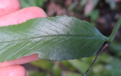 Asplenium lepidotum, photographed by Alice Shanks