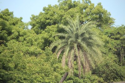 Phoenix sylvestris, photographed by Ashwin Srinivasan