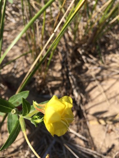 Oenothera oakesiana, photographed by Derek