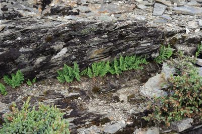 Dryopteris alpestris, photographed by Cheng-Tao Lin