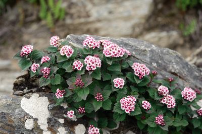 Spiraea morrisonicola, photographed by Cheng-Tao Lin