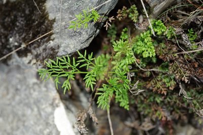 Cryptogramma brunoniana, photographed by Cheng-Tao Lin