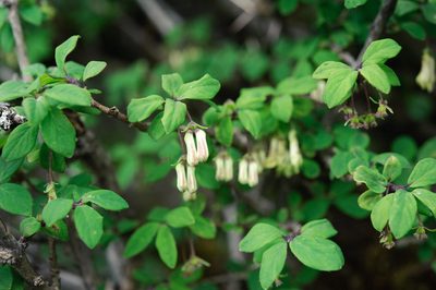 Lonicera kawakamii, photographed by Cheng-Tao Lin