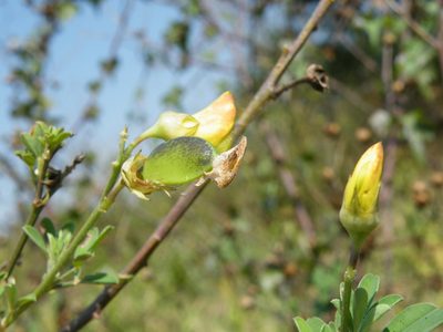 Crotalaria monteiroi, photographed by Antoinette Eyssell Knox