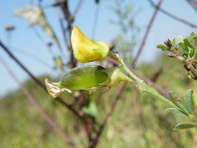 Crotalaria monteiroi, photographed by Antoinette Eyssell Knox