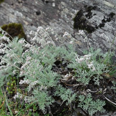 Artemisia kawakamii, photographed by Cheng-Tao Lin