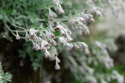 Artemisia kawakamii, photographed by Cheng-Tao Lin