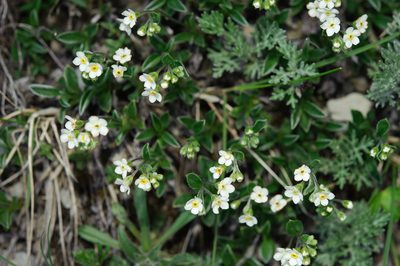 Trigonotis nankotaizanensis, photographed by Cheng-Tao Lin