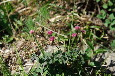 Thalictrum rubescens, photographed by Cheng-Tao Lin