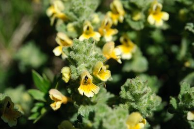 Euphrasia nankotaizanensis, photographed by Cheng-Tao Lin