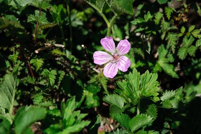 Geranium hayatanum, photographed by Cheng-Tao Lin