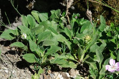 Aster takasagomontanus, photographed by Cheng-Tao Lin