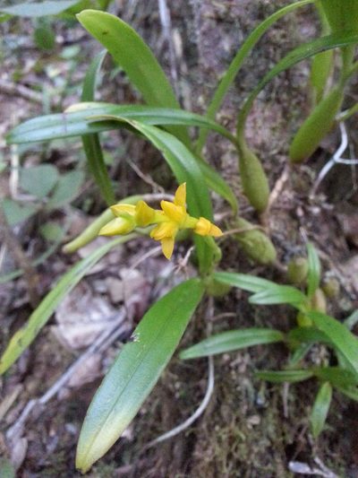 Bulbophyllum auriflorum, photographed by Steven Bachman