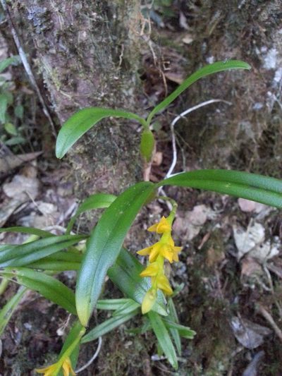 Bulbophyllum auriflorum, photographed by Steven Bachman