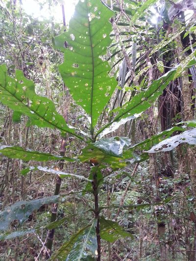 Anthocleista amplexicaulis, photographed by Steven Bachman