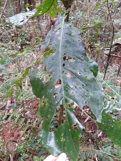 Anthocleista amplexicaulis, photographed by Steven Bachman
