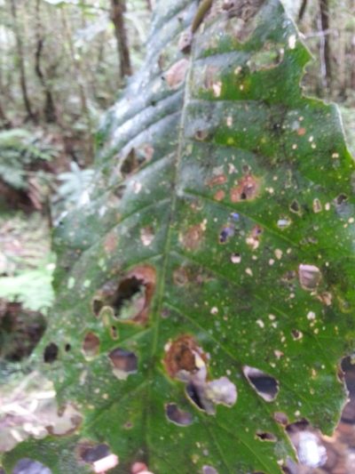 Anthocleista amplexicaulis, photographed by Steven Bachman