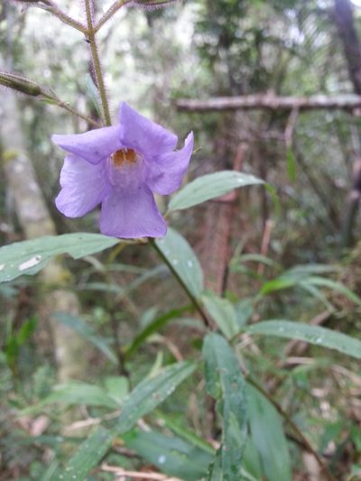 Mimulopsis lyalliana, photographed by Steven Bachman