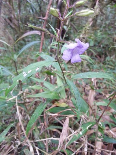 Mimulopsis lyalliana, photographed by Steven Bachman